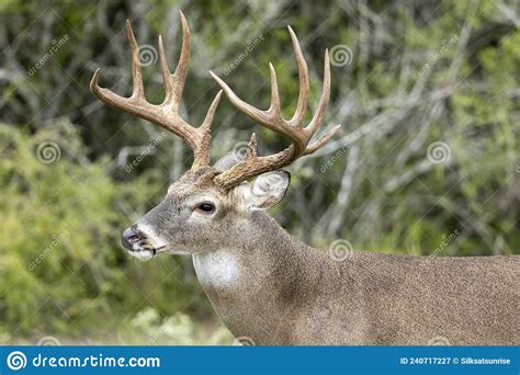Whitetail Deer Buck In Texas Farmland Stock Image Image Of Refuge