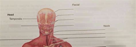 Anterior Muscles Head And Neck Diagram Quizlet