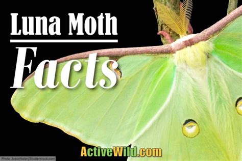 Luna Moth Facts Luna Moth Pictures And Information Discover One Of