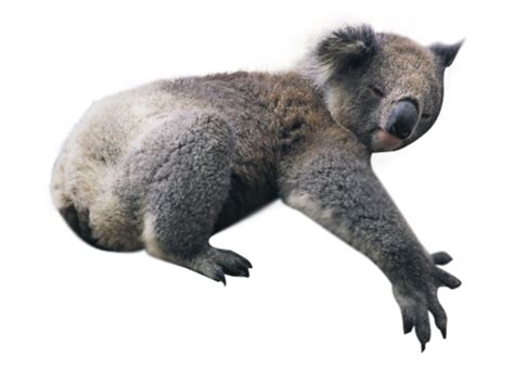 Koala Png Transparent Image Download Size 500x360px