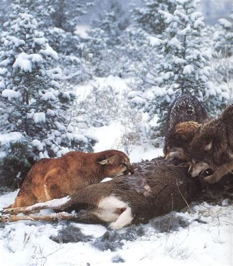 🔥a Cougar And A Pair Of Wolves In A Standoff Over Deer Carcass R