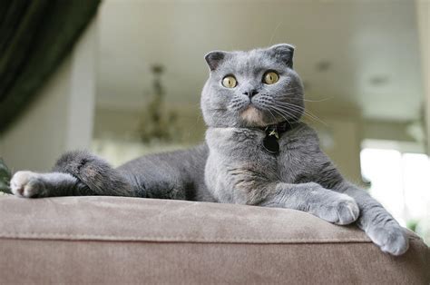 Beautiful Grey Scottish Fold Cat Lounges On Couch Photograph By Bradley