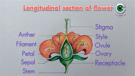 Longitudinal Sectionof Flower In 2022 Biology Diagrams Parts Of A