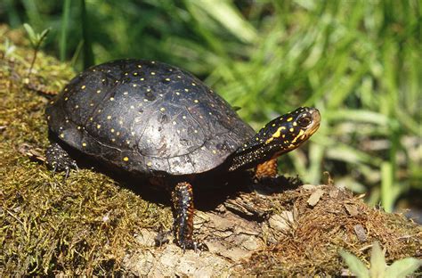 Spotted Turtle Clemmys Guttata Photograph By John Mitchell Fine Art