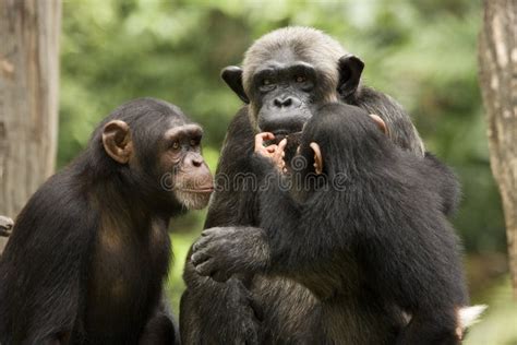 Perfil De Una Familia Del Chimpancé Imagen De Archivo Imagen De Mono