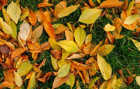 Wallpaper Autumn Grass Leaves Background Yellow Colorful Lawn