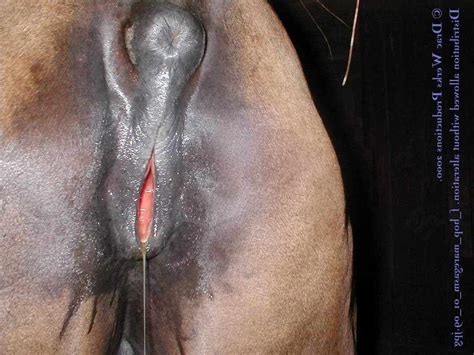 Pussy Full Of Horse Cum | CLOUDY GIRL PICS
