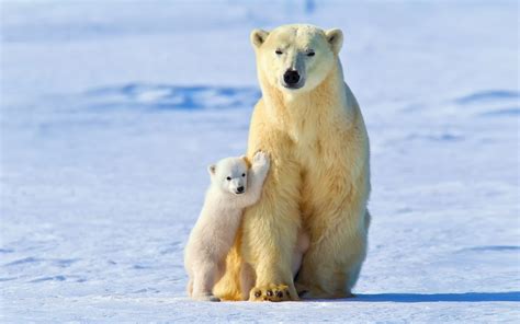 Wallpaper White Polar Bears Bear Mother With Cubs Winter Snow
