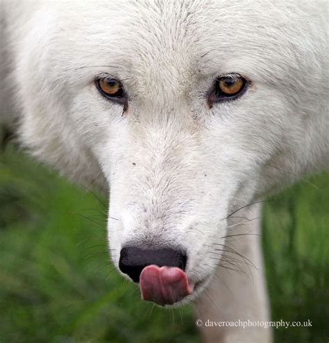 Nature Photography By Dave Roach Arctic Wolf Canis Lupus Arctos 5