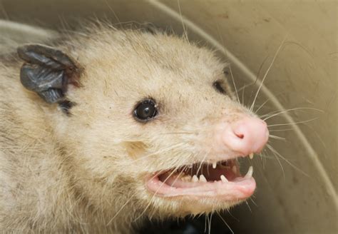 Possum Face5415