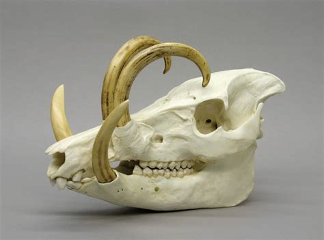 Bone Clones Amazing Replica Animal Skulls How To Spend It