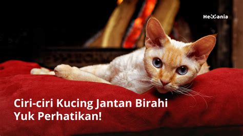 8 Ciri Ciri Kucing Jantan Birahi Dari Mengeluarkan Suara Sampai