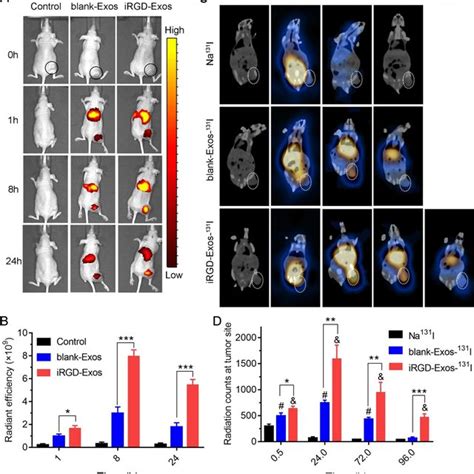 A In Vivo Fluorescence Imaging Of C Tumor Bearing Nude Mice At H