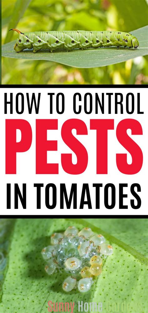 How to deal with vegetable garden pests. Pin on Vegetable Gardening