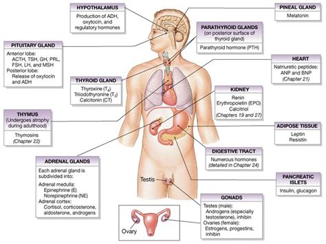 The Major Organs Of The Endocrine System Are The