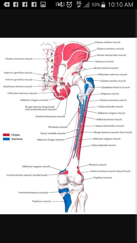 How to release the hip internal rotators for padmasana (lotus pose). Muscle Anatomy Of The Hip - Anatomy Drawing Diagram