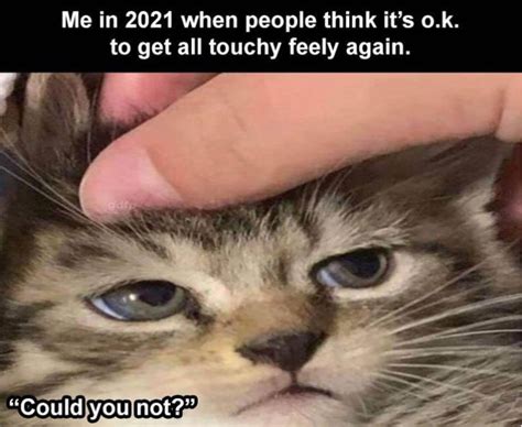 View 6 Funny Cat Memes 2021 Chipquoteq