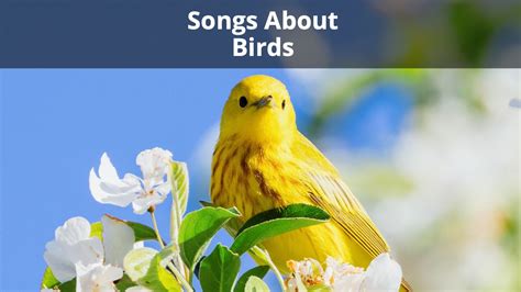 The 27 Best Songs About Birds Ultimate Bird Song Playlist