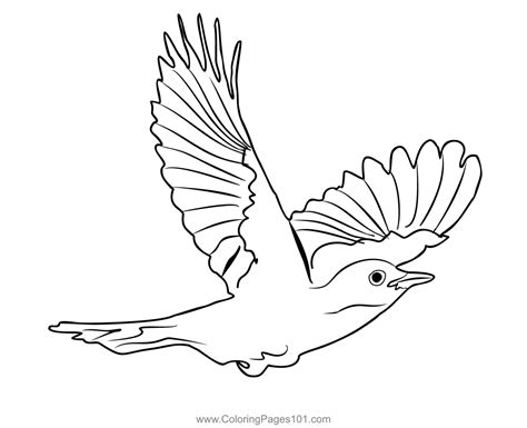 Blackbird 3 Coloring Page For Kids Free Thrushes Printable Coloring