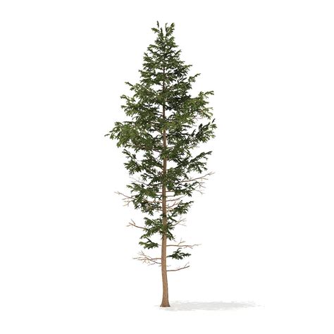 Pine Tree 14m 3d Model Cgtrader