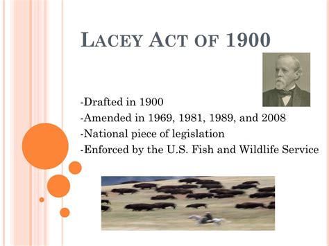 Ppt Lacey Act Of 1900 Powerpoint Presentation Free Download Id6114819