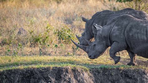 Two White Rhino Ceratotherium Simum Walk Together Looking Out Of