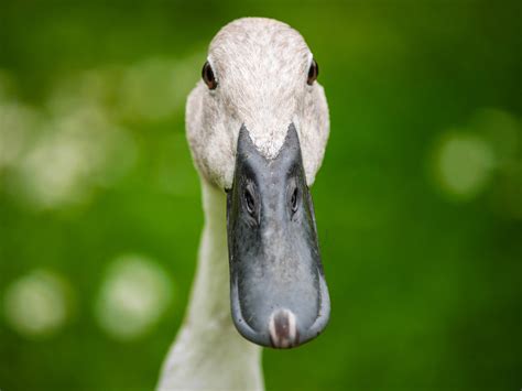 Free Images Nature Wildlife Green Beak Fauna Poultry Close Up