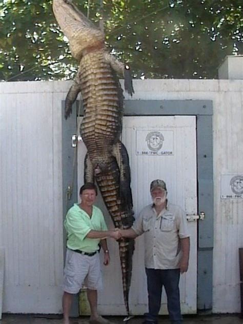 Florida Trapper Catches Monster 14 Foot Alligator In A Residential