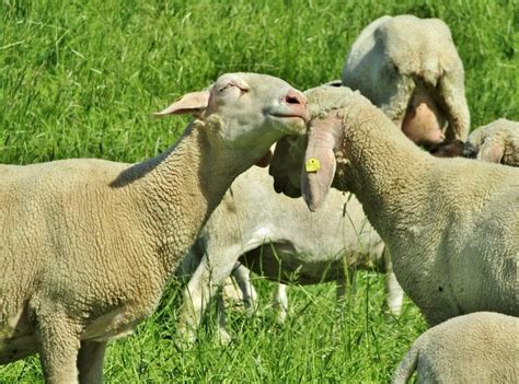 Merino Sheep Facts Pictures Behavior And Care Guide Pet Keen