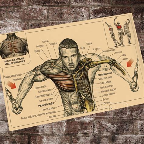 Anatomy Pathology Anatomical Posters Muscle Classic Canvas Paintings