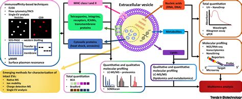 Technologies And Standardization In Research On Extracellular Vesicles