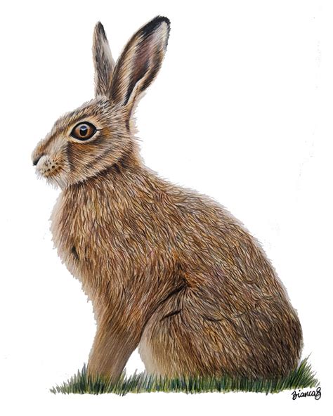 Original Colored Pencil Hare Drawing Realistic Artwork Etsy Uk