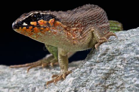 Jewelled Curly Tailed Lizard Stock Image Image Of Hispaniolan Tailed