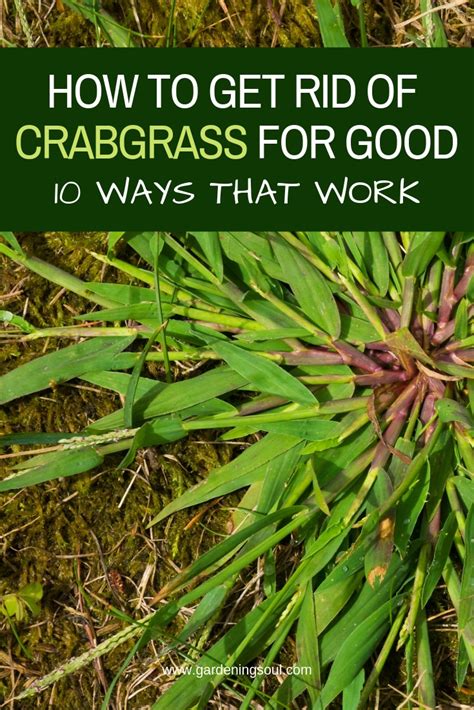 How To Get Rid Of Crabgrass For Good Gardening Soul