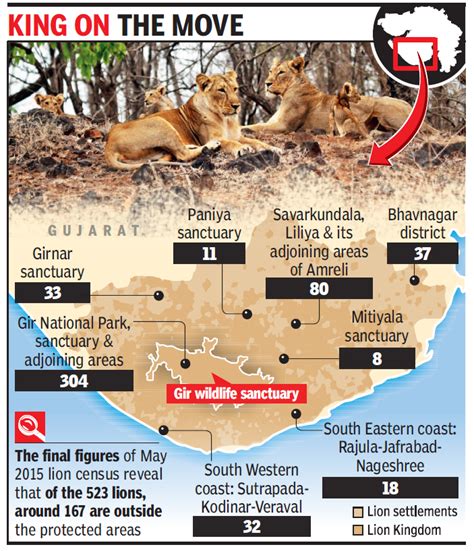 Census One In Three Lions Lives Outside Gujarat Sanctuaries Times Of India