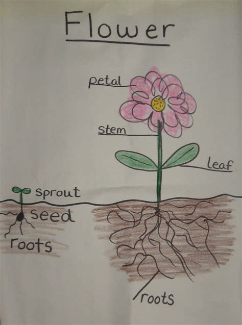 Parts Of Flower Chart