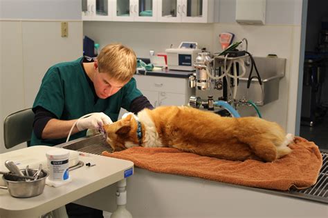 The concept for helping hands was developed because dr. February is National Pet Dental Health Month