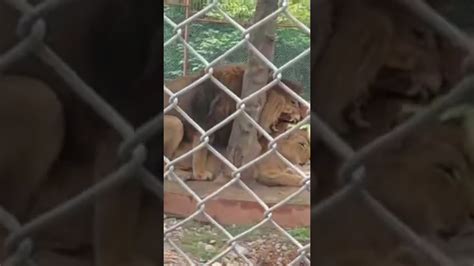Lion Mating Video Tiger Lion Breeding Youtube