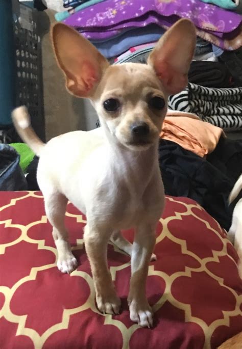 Chihuahua Puppies For Sale Sacramento Ca 329011
