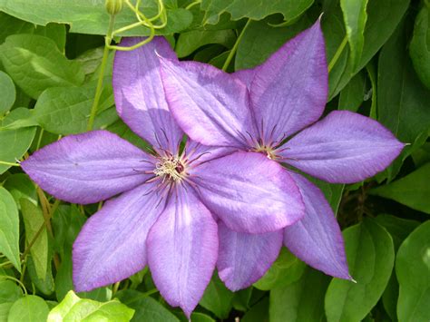 These pretty wildflowers kind of look like a doodle of a flower, with their perfect five petals and funky stamens. Clematis Flower Vines - Information and Photos | HubPages