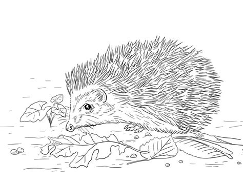 Free Hedgehog Coloring Pages Printable