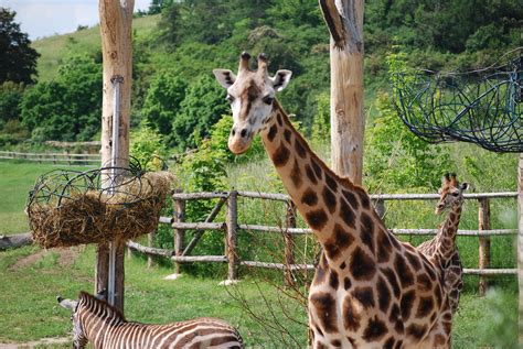 Fotos Gratis Aventuras Animal Fauna Silvestre Zoo Mamífero