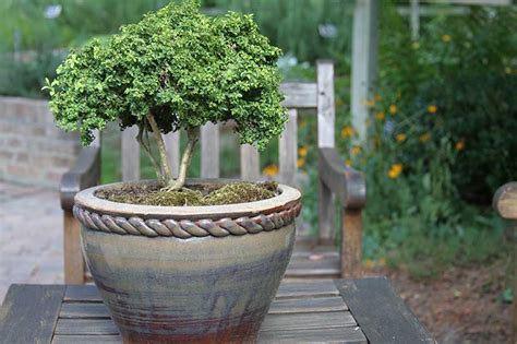 How To Grow Shrubs In Containers Gardeners Path
