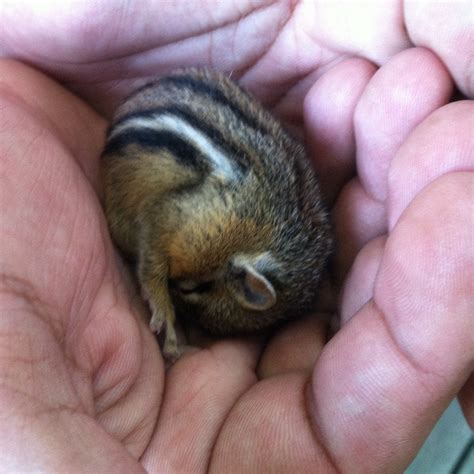 Found This Baby Chipmunk Wandering Around My Moms Any Advice On How To