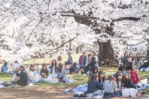 Best Cherry Blossom Spots In Tokyo Where To Hanami In Tokyo