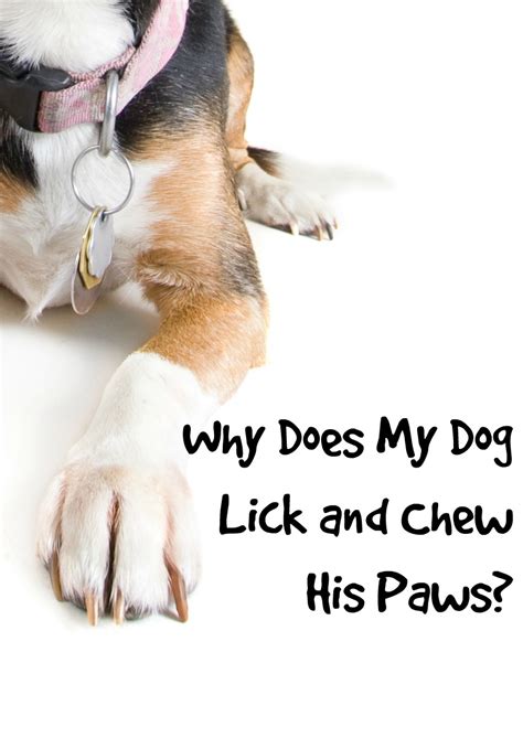 Why Does My Dog Lick And Chew His Paws Dogvills