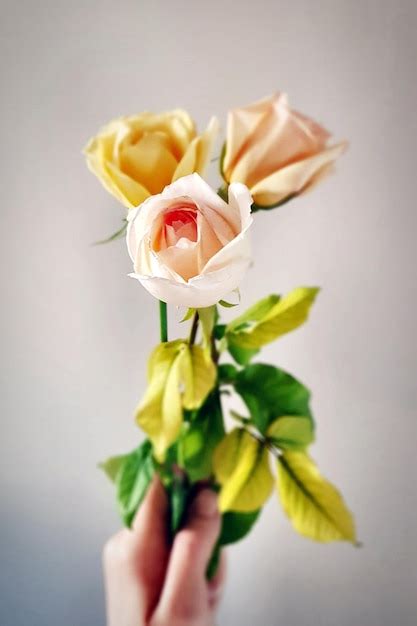 Premium Photo Roses On Nude Colors