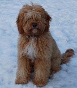 Find out more about the breed, plus we'll give you some tips on finding a reputable breeder of. Caramel Australian Labradoodle | Dogs : Labradoodles | Pinterest | Australian labradoodle, Blog ...