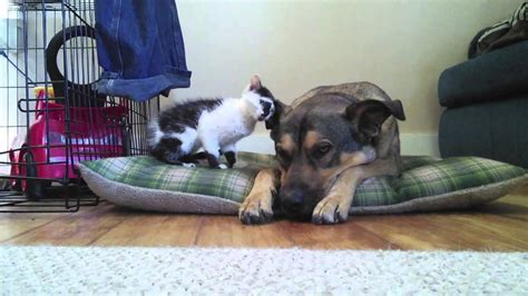 Tiny Kitten Meets Big Dog Life With Cats