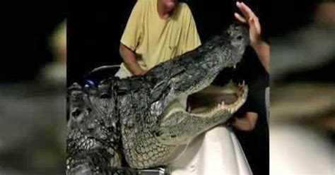 Man Captures Giant Alligator On Lake Okeechobee